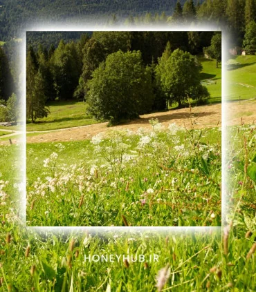 عسل چهل گیاه