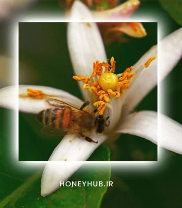 Citrus Honey - Pure, Zesty, and Naturally Sweet