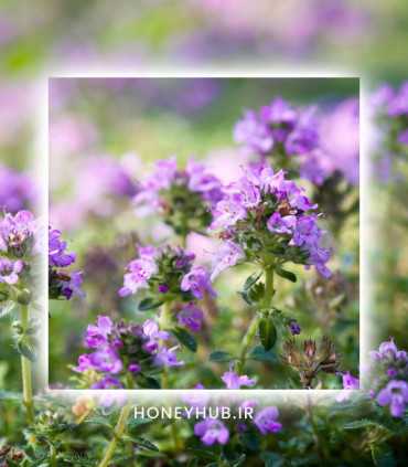 Мёд тимьяна