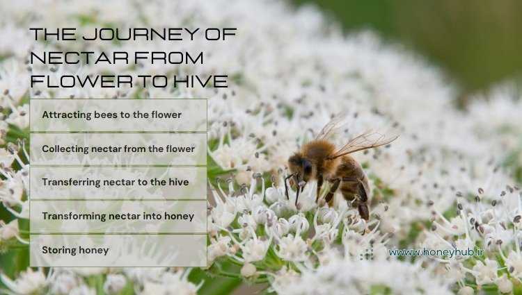 This infographic, titled "The Journey of Nectar from Flower to Hive," includes sequential images of the stages of attracting bees to flowers, collecting nectar, transporting it to the hive, converting it into honey, and storing it. Arrows and icons related to bees and hives are also visible in the image.
