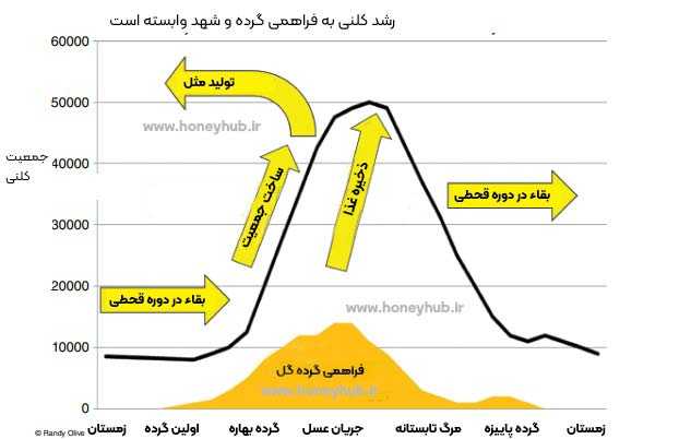 نمودار رشد جمعیت با فراهمی شهد و گرده