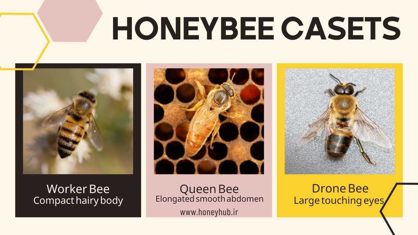 Each hive consists of three castes: the queen bee, characterized by her elongated abdomen; the drone, with eyes that meet at the back of the head; and the worker bee, which has a smaller body.
