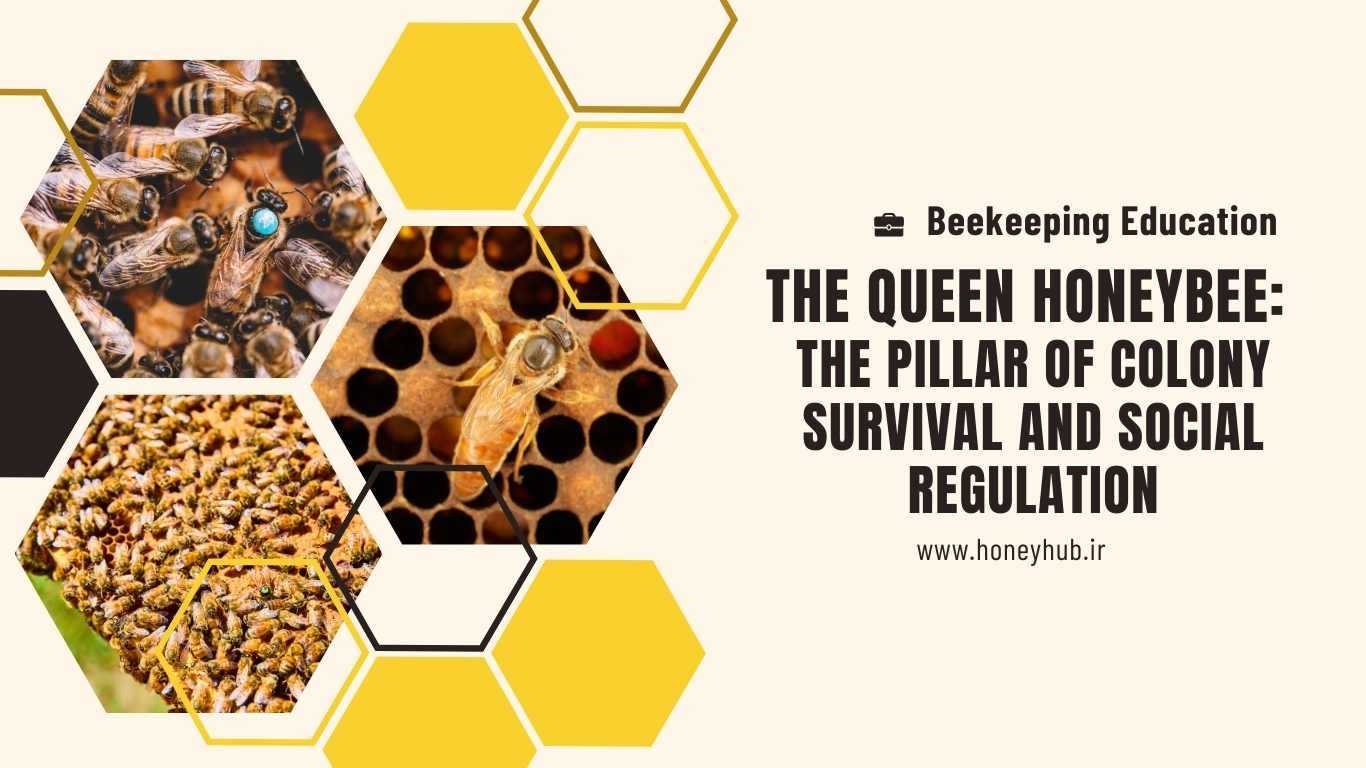 The queen bee serves as the cornerstone of colony survival and regulates the hive's social behaviors.