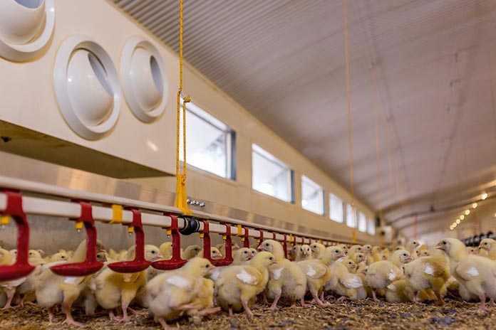 جوجه های گوشتی چند روزه، خط آب خوری نیپل، پنجره، فن های EC اهمیت تهویه