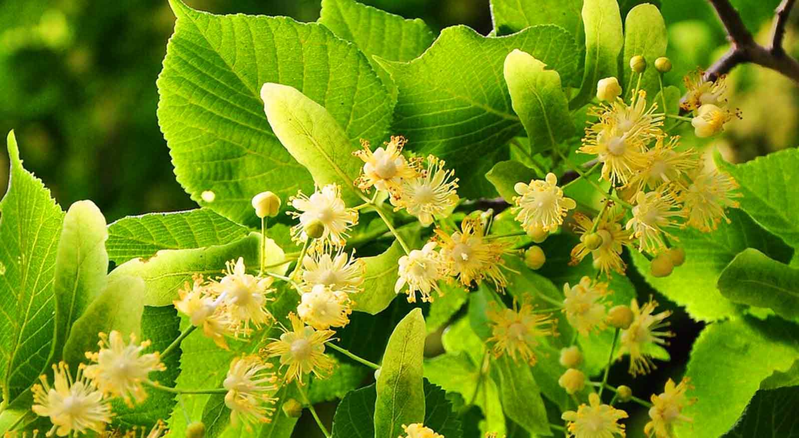 Цветы липы производят хороший нектар и пыльцу для липового меда.