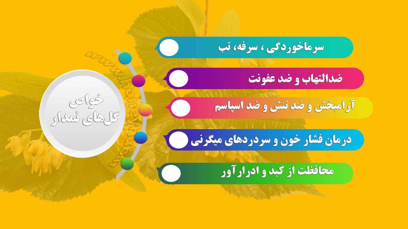 Инфографика лечебных свойств цветов липы