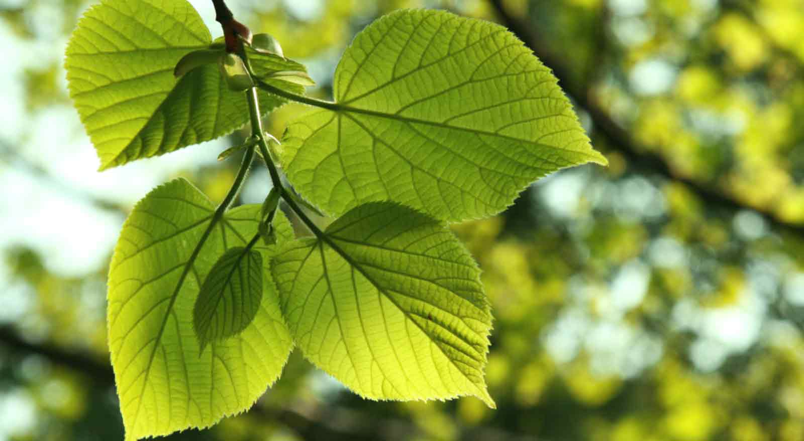 Широкие зеленые листья липы для хорошего фотосинтеза.