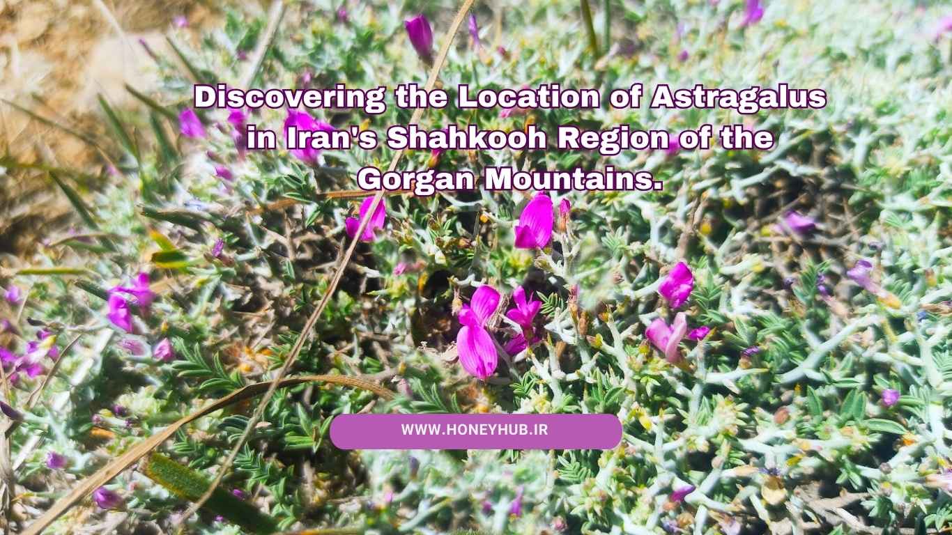 گل‌های ارغوانی، صورتی گون بر روی برگ های سبز تیره