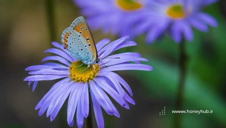 A small butterfly drinking nectar from a purple flower