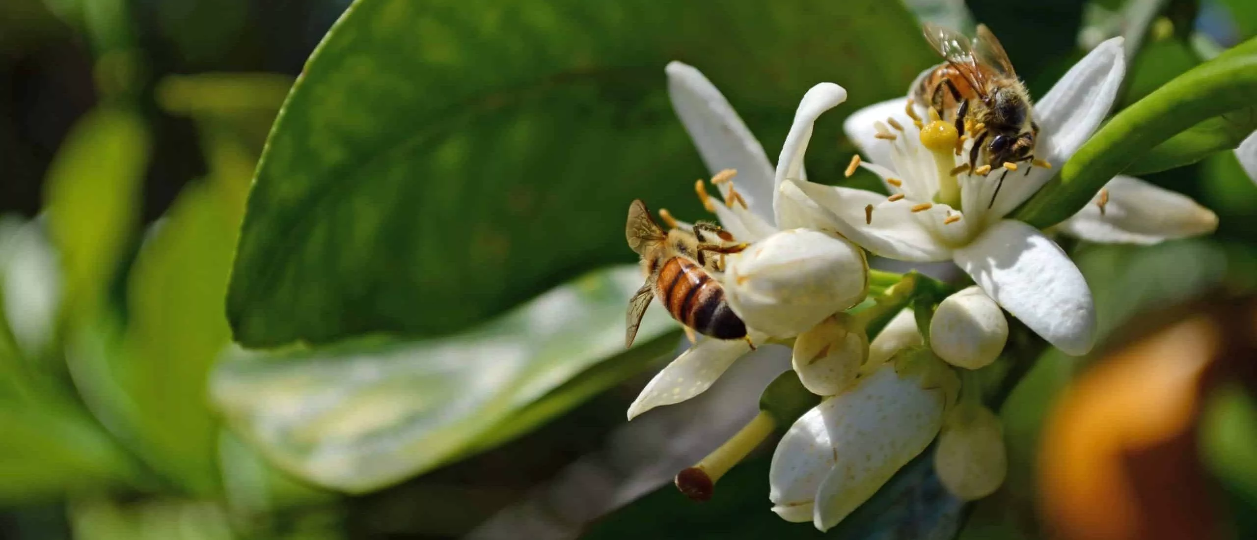 Two honeybees collecting nectar and pollen from orange blossoms, with a background of green leaves and plant branches.
