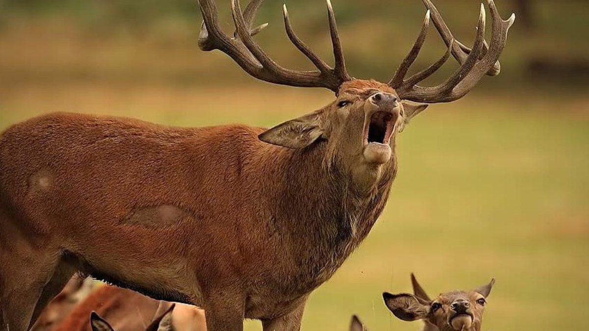 مرال نری در حال بانگ زدن مرال قرمز در حال بانگ زدن شکوه زیبای مرال قرمز جگل گلستان گاو بانگ