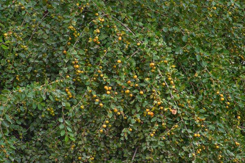 میوه کنار که در مناطق گرمسیری تولید می شود.