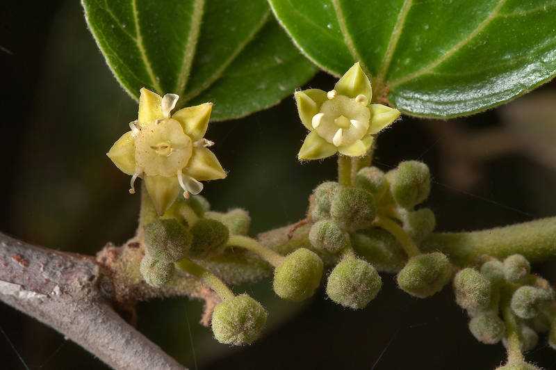 دو عدد گل درخت کنار زیبا