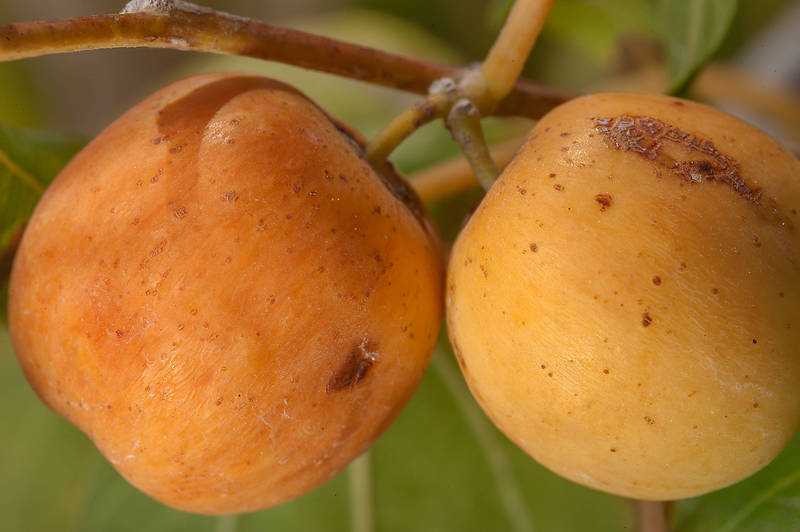 دو میوه درخت کنار از نمای نزدیک که روی آن لکه هایی دیده می شود.