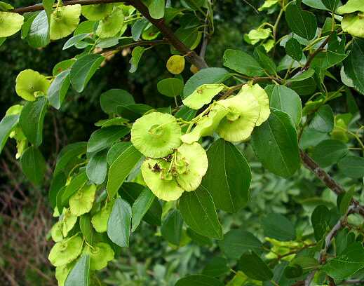 گل های پهن سیاه تلو بر روی شاخه و برگ های سیاهتلو