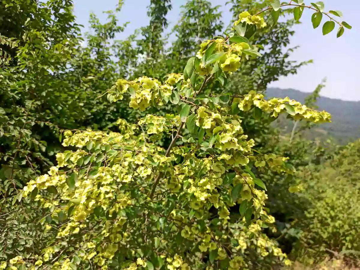 درختچه سیاه تلو، میزبان زنبور عسل