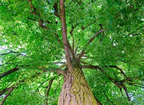 Высокие липы с густыми ветвями и красивыми цветами.