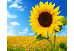 Does sunflower make bees resistant to diseases? Does sunflower make bees resistant to diseases?