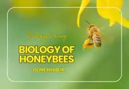 Honeybee Biology: Understanding the Structure and Roles in a Bee Colony