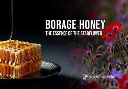 The Ultimate Guide to Borage (Starflower) Honey: From Plant to Jar