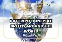 Different Honeybee Breeds Around the World: Characteristics, Pros, and Cons
