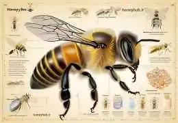 Honeybee Nervous System: From Brain Structure to Cognitive Abilities