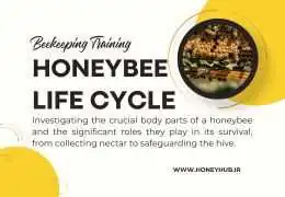 Comprehensive Guide to Honey Bee Life Cycle, Anatomy, and Colony Management