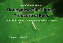 Медвяная роса: природный источник пищи для пчёл и её удивительные свойства Медвяная роса: природный источник пищи для пчёл и её удивительные свойства