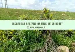 Exploring the Incredible Benefits of Milk Vetch Honey Exploring the Incredible Benefits of Milk Vetch Honey