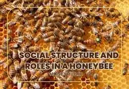 Queens, Workers, and Drones: The Social Structure and Roles in a Honeybee Colony