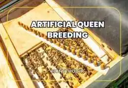 تکثیر مصنوعی ملکه زنبور عسل: راهنمای گام به گام برای زنبورداران حرفه‌ای