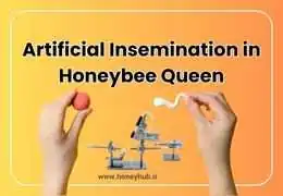 Queen Rearing through Artificial Insemination: Step-by-Step Guide