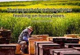 The Impact of Sucrose, Invert Syrup, and Corn Syrup on the Digestive System of Honeybees