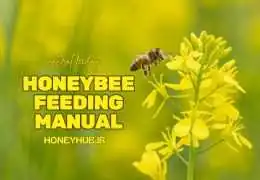 راهنمای تغذیه زنبور عسل (قسمت دوم)