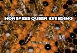 پرورش ملکه زنبور عسل: تکنیک‌های پیشرفته برای زنبورداران حرفه‌ای