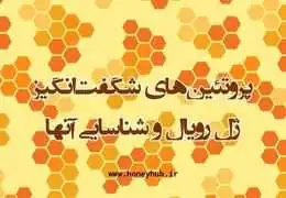 Health Benefits and Therapeutic Potential of Major Royal Jelly Proteins (MRJP)