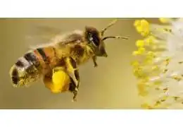 11 مزیت گرده گل زنبور عسل برای سلامتی