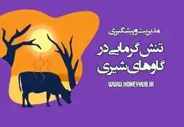 مدیریت تنش گرمایی در گاو شیری: راهنمای کامل خنک‌سازی، تغذیه و افزایش تولید