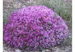 Astragalus Honey: The Healing Treasure of Iran's Plains | Properties, Features, and Buying Guide Astragalus Honey: The Healing Treasure of Iran's Plains | Properties, Features, and Buying Guide