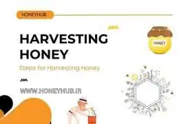 اقدامات اساسی در زمان برداشت عسل اقدامات اساسی در زمان برداشت عسل
