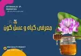 گون: از خواص شگفت‌انگیز تا کاربردهای درمانی