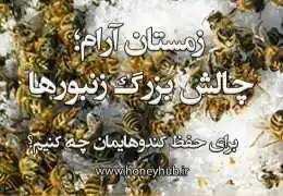 زمستان آرام؛ چالش بزرگ زنبورها
