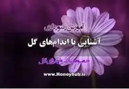 چگونه ساختار گل‌ها به ما در درک زیبایی طبیعت کمک می‌کند؟
