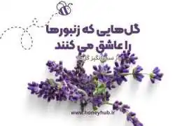 زنبورها و گل‌ها: داستان زیبایی که زندگی را ممکن می‌کند