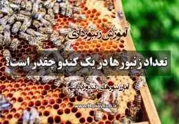 تعداد زنبورها در یک کندو چقدر است؟