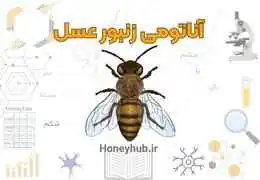 کشف رازهای آناتومی و فیزیولوژی زنبور عسل: راهنمای جامع برای زنبورداران