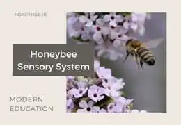 Раскрытие тайн нервной системы медоносной пчелы: как работает мозг и сложные чувства этого удивительного насекомого Раскрытие тайн нервной системы медоносной пчелы: как работает мозг и сложные чувства этого удивительного насекомого