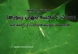 عسلک: منبع غذایی طبیعی برای زنبورها و خواص شگفتانگیز آن عسلک: منبع غذایی طبیعی برای زنبورها و خواص شگفتانگیز آن