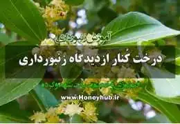 آشنایی با درخت کنار
