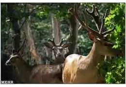 آلمه بهشت گردشگری و زنبورداری آلمه بهشت گردشگری و زنبورداری